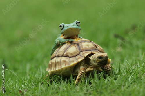 turtle, sulcata, frog, flying frog, a sulcata turtle and a frog flying over its body 
