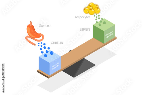3D Isometric Flat Illustration of Leptin And Ghrelin, Human Endocrine System