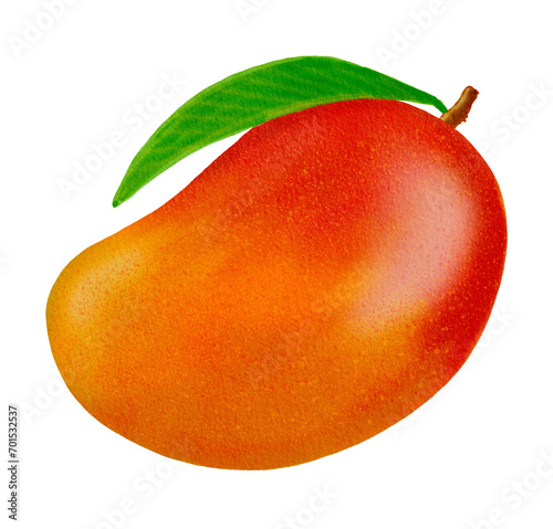 hand drawn mango illustration image created digitally using procreate