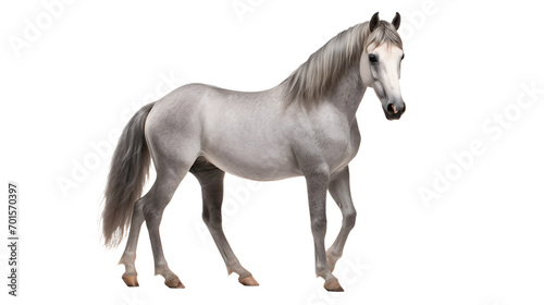 A majestic sorrel mustang horse with a long flowing mane gazes confidently with its powerful snout, exuding strength and grace as it stands among its fellow equines