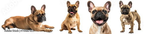 Happy brown French bulldog collection (lying, sitting, portrait, standing) isolated on a white background