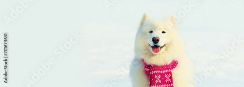 Winter happy white Samoyed dog in pink knitted scarf sitting on snow in the park, banner blank copy space for advertising text