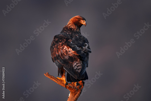 Bulgaria eagle sunset. Eastern Rhodopes with golden eagle, Aquila chrysaetos. Golden eagle with large wingspan, Bulgaria wildlife. Bird sunset, nature traveling in Balcan, Europe.