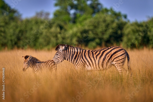Wildlife, zebra sunset. Bloom flower grass with morning backlight on the meadow field with zebra, Okavago delta, Botswana in Africa. Sunset in the nature, widlife in Botswana. Africa Travel.