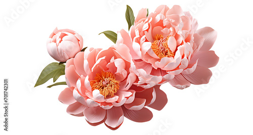 Peony flower on a transparent png background