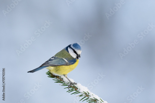 Blue Tit (Cyanistes caeruleus) standing on a snowy spruce branch on a winter day
