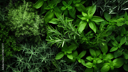 Fresh herbs background