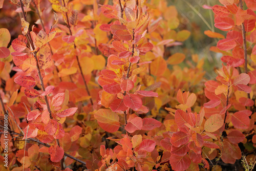 Vista macro di un cespuglio di scotano/sommaco, con foglie di varie sfumature di rosso, arancione e giallo, cresciuto sulle alture del Carso, in Friuli Venezia Giulia, in autunno