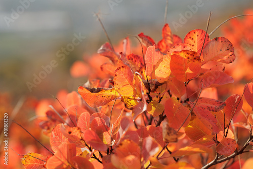 particolare vista macro delle foglie di una pianta di scotano/sommaco con sfumature di colore che variano dal rosso, al giallo, all'arancione, cresciute sulle alture del Carso, nel nord-est Italia