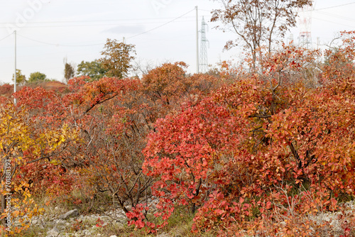 Vista dettagliata di vari cespugli di sommaco/scotano sulle alture del Carso, con le foglie che cambiano dal verde al rosso, arancione e giallo, in Friuli Venezia Giulia, in autunno