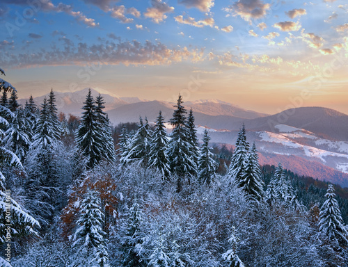 Winter sunset mountain landscape with rime and snow covered spruce trees (Carpathian, Ukraine)