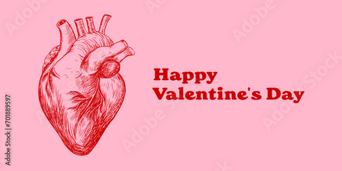 Happy Valentine's Day banner with realistic human heart. Sketch style. Hand drawn naturalistic heart. Engraving style. Anatomical illustration. Human internal organ.