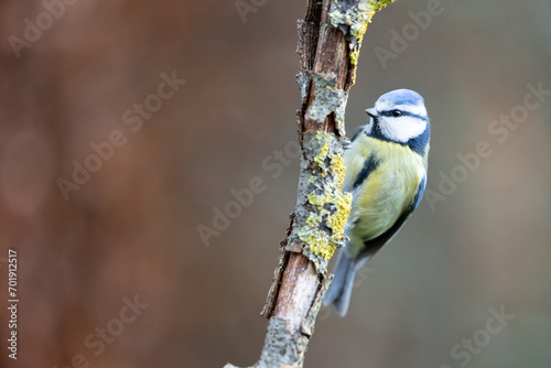 Adult Blue Tit (Cyanistes caeruleus) posed on the end of a stick in British back garden in Winter. Yorkshire, UK