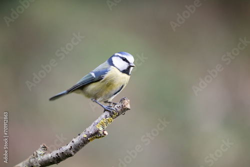 Portrait of an Adult Blue Tit (Cyanistes caeruleus) posed on the end of a stick in British back garden in Winter. Yorkshire, UK