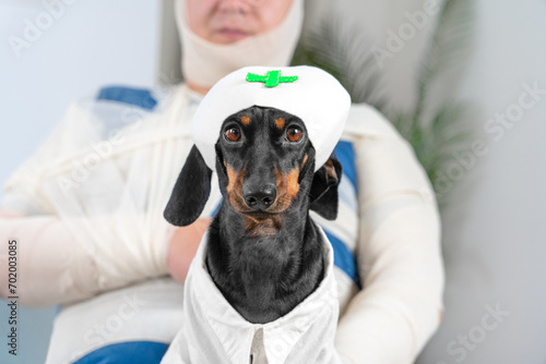 Dachshund doctor in suit sits against sick patient with lots of bandages. Domestic dog imagines working in private hospital taking care of people