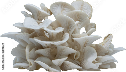 isolated oyster mushroom cutout on transparent background.