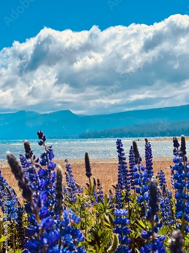 close up on bright purple blue flowers with Lake Tahoe clouds and mountains in background beautiful day summer travel, California nature