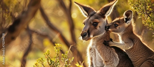 Animal love and affection Cute joey image Baby kangaroo holding on to its mothers ear for comfort and feeling safe Australian marsupial wildlife mother and child Family security