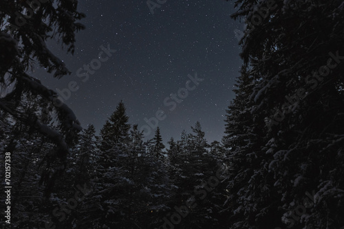 Night scene of Estonian nature, silhouette of winter trees against the background of the starry sky in dark forest.