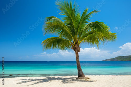 Solitary Palm Tree on a Pristine Caribbean Beach.