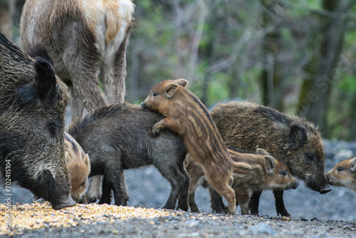 Wild boars in forest consuming human-provided corn - A snapshot of ecological disruption and the wrong practice of human-induced wildlife nutrition, unveiling the bad ecological consequences