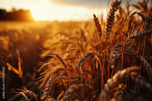 As the golden sun sets behind a field of wheat, nature's harvest of hearty crops and rich grains is a feast for the eyes, invoking feelings of warmth, abundance, and the beauty of the outdoors in the