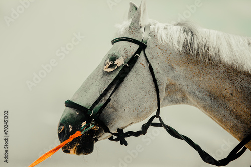 Portrait of a beautiful gray horse with a bridle on its muzzle and a red rein against a gray sky. Horseback riding.