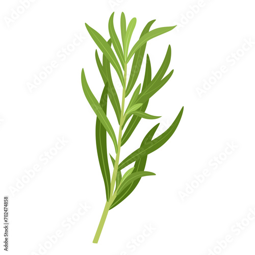 Vector illustration, Tarragon or Artemisia dracunculus, isolated on white background.