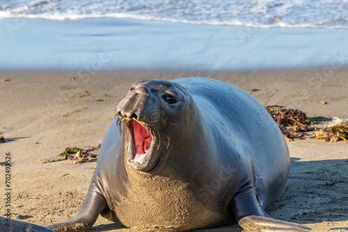 Young elephant seal (Mirounga angustirostris) on the beach, north of Cambria, California. Head up, mouth open. 
