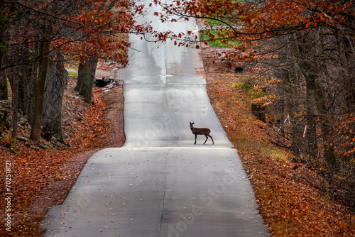 White-tailed deer buck (odocoileus virginianus) standing on a Wisconsin road