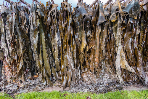 Photograph of a large Kelp processing facility on King Island in the Bass Strait of Tasmania in Australia