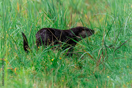 duża czarna wydra (Lutra) w trawie