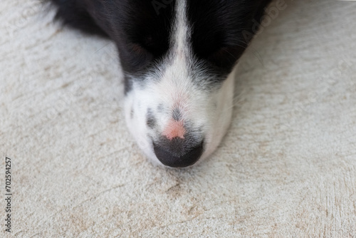 Close up of the border collie puppy nose. Close up of a dog's snout. Dog lying on a floor.