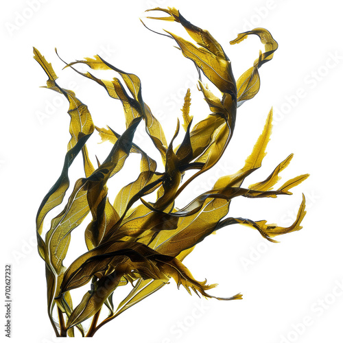 swaying kelp seaweed isolated on white background