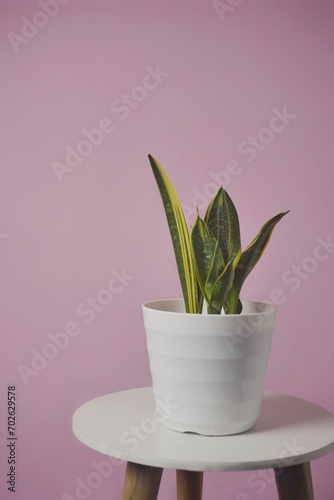 Sansevieria trifasciata isolated on pink. Sansevieria now included in genus Dracaena is known as snake plant.