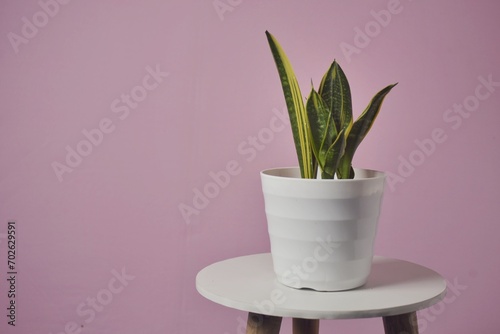 Sansevieria trifasciata isolated on pink. Sansevieria now included in genus Dracaena is known as snake plant.