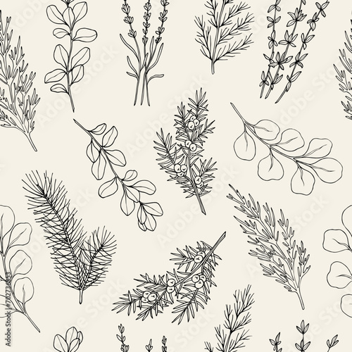 Hand drawn essential oil plants seamless pattern. Cypress, pine, thyme, cedar, eucalyptus, lavender, juniper, marjoram