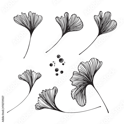 Hand-drawn vector background of ginkgo biloba. Flowers for design.