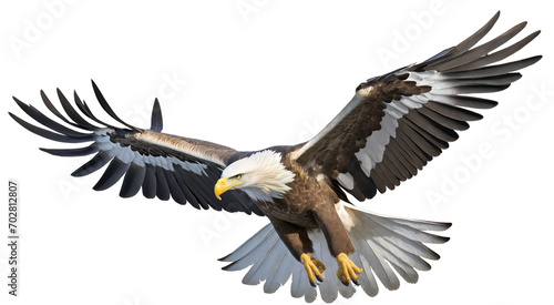 A bird in flight, a white-tailed eagle on a white background