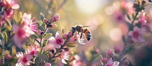 Manuka Flower with bee collecting nectar to produce medicinal Manuka Honey. with copy space image. Place for adding text or design