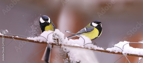 Two birds, big tits in a snowy world..