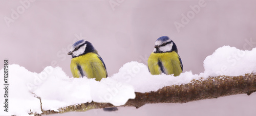 Two blue tits are sitting among snowdrifts on a snow-covered branch, on a blurred pink and white background..