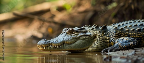 Adult Orinoco Crocodile spotted by river in Venezuela.
