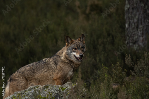 Lobo ibérico