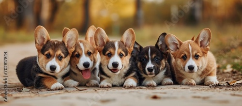 4 corgi puppies in a group learning dog communication for socialization.