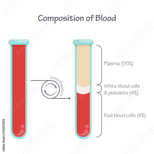 Composition of blood after centrifugation scientific vector illustration graphic 