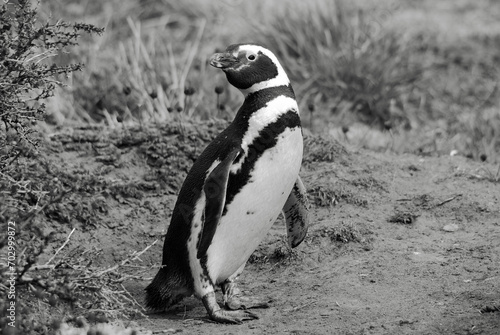 Magellan Penguins (order Sphenisciformes, family Spheniscidae) are a group of aquatic, flightless birds living almost exclusively in the southern hemisphere, especially in Antarctica.