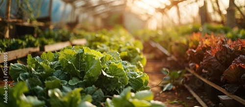 Green salad in a greenhouse, representing the green industry, showcased in a web banner.