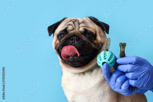 Veterinarian giving pug dog snack and ball on blue background, closeup