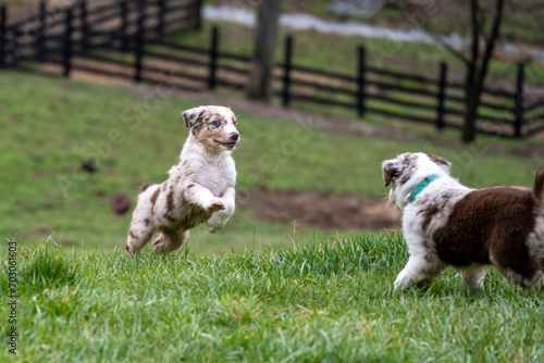 Australian Shephard puppies - Aussies are remarkably intelligent